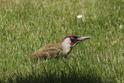 IMG_0319 Green Woodpecker.JPG